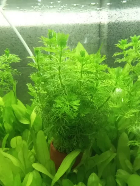 ??????(3???50)??????? ????? ????????????????? ????? 1 ??????