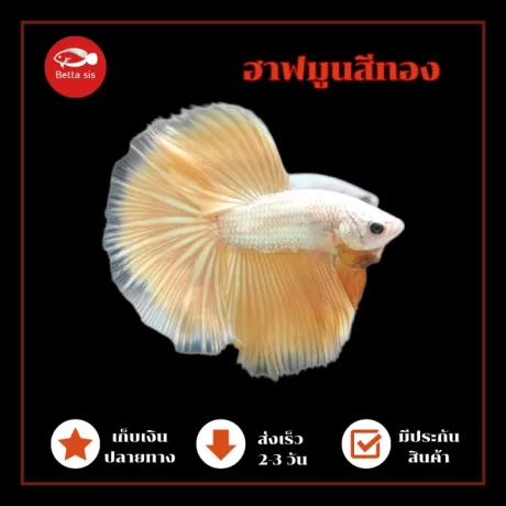 ?????? ?????? HM Yellow Dragon ???????????? ????????? ??????????????