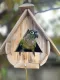 Bird house, squirrel house, hamster house, pet house