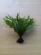เฟิร์นเขากวางเล็ก ขนาด 3 นิ้ว แบบเปลือยราก ใช้จัด/ตกแต่งตู้ปลา