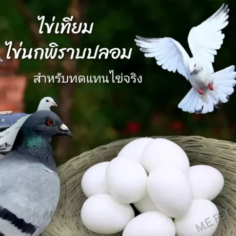 ?????????? (1???) ????????? ???????? ?????????? ???????????????????????? (??????????)