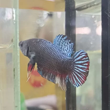 ?????????????????? ????? ?????????