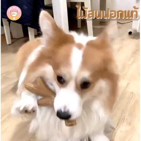 ?????????????????? ????????????? ?????????????????????? ??????? ??????????????? B036