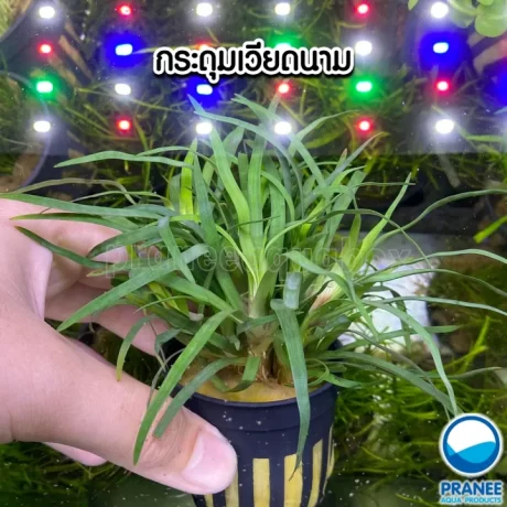 ?????????????? Eriocaulon sp. Vietnam ????????? ??????????????????