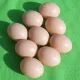 x1 Pack of 9 Plastic Fake Chicken Eggs Artificial Imitation Decoy Dummy Poultry Egg to Encourage Hens to Lay or for Decoration. Beautiful & Lifelike or use for a Joke or Prank