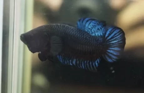 ???-??? ????????????????? VIP ?? ????????