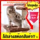 Diono เสาลับเล็บแมว ของเล่นแมว คอนโดแมว ที่ผนเล็บแมว มี 2 ชั้น พร้อมส่ง