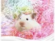 Paper for cages, nesting, and birthing (sold separately) for hamsters, guinea pigs, hedgehogs, fattails, chinchillas, gerbils, rabbits.