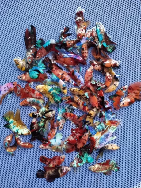 ??????????????/?????/??????????????/????????1???(2???)???/????(????????)