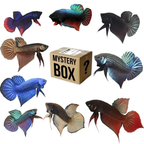 Betta ???2 ??? ??? ?????????? ??????? ??????? ?????????????????? ?????????? ?????????? ?????????????? ??????????????????