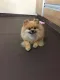 EVA rubber sheet, thickness 3-4 mm, size 130*230 cm., beautifully cut edges. For small dogs, anti-slip