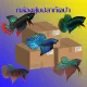 กล่องBetta มาใหม่สุ่ม 5สายพันธุ์ได้1 ตัวผู้ปลากัดอีสาน ปลากัดใต้ ปลากัดมหาชัย ปลากัดกีต้า อีสานทรงเครื่อง