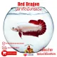 ปลากัดมังกรแดง เพศ เมีย Red Dragon Prang Mall มีรับประกันตลอดการส่ง