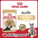Royal Canin Persian Pouch Loaf 85g. : 1 ซอง อาหารเปียกพันธุ์เปอร์เซีย อายุ 12 เดือนขึ้นไป (โลฟเนื้อละเอียด)