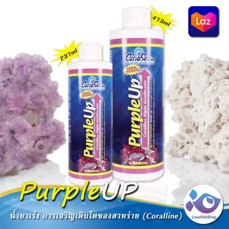 Purple UP ????????? ???????????????????????? (Coralline) ???????? ??????