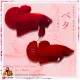 ปลากัดสีแดง 1คู่ เพศผู้+เพศเมีย Super Red Prang Mall มีรับประกันตลอดการส่ง